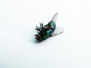 Cómo reconocer a una “mosca muerta” | Notas | BioBioChile