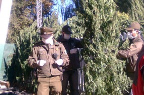Imagen:Marihuana en Predio | Pedro Cid