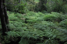 Imagen:Bosque Valdiviano | Wikimedia
