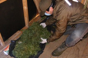 Imagen:Marihuana incautada