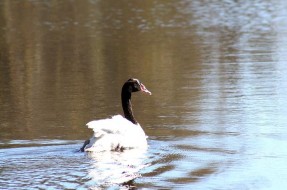 Imagen:Cisne Negro | Tribuna del Bío-Bío