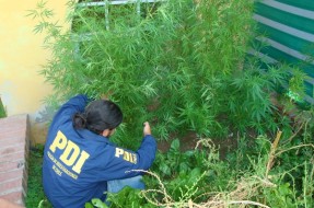 Imagen:PDI