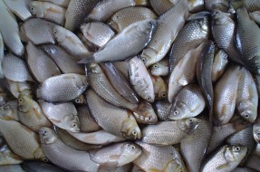 Imagen:Pescados | Wikipedia