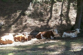 Imagen:Vaca | Wikimedia Commons (cc)