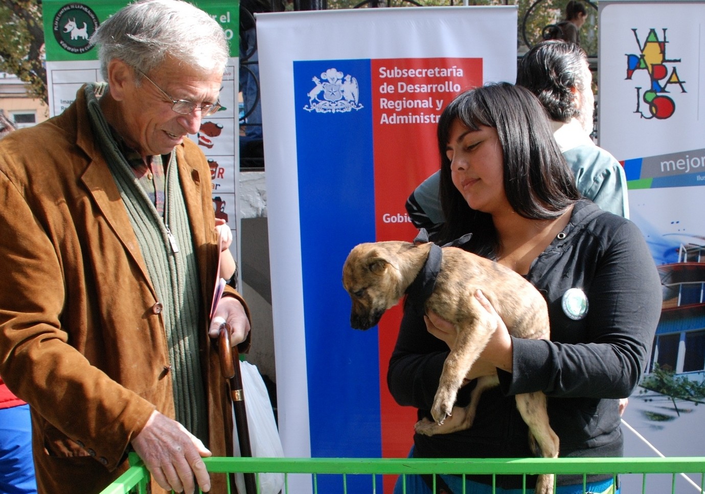 13 mil perros han sido esterilizados por municipio de Valparaíso