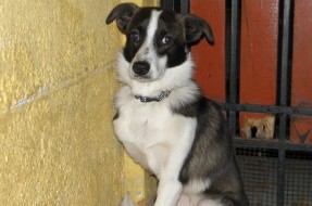Imagen:Víctor a los 9 meses, abandonado fuera de su ex hogar | COAAMA