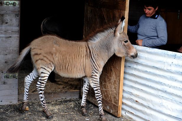 Zebra foge de parque, acasala com burro e dá à luz híbrido raro - Fotos -  R7 Hora 7