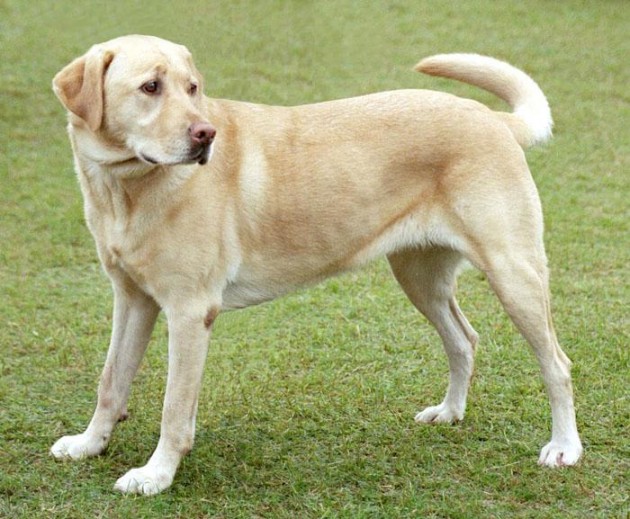 Labrador Retriever | Wikipedia (cc)