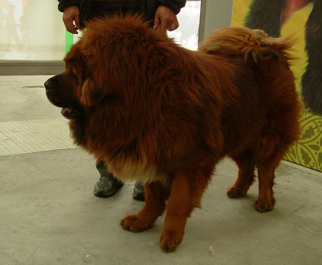 Dogo Tibetano | Wikipedia (cc)