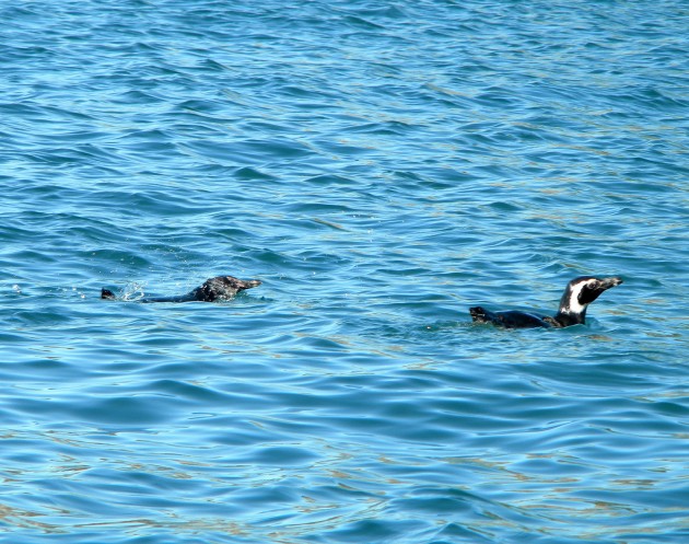Pingüinos en el agua