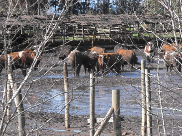 maltrato evidente de animales | Gastón Salgado Figueroa