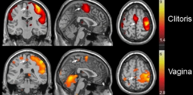 El cerebro de las mujeres se activa de forma distinta según el área estimulada | Barry Komisaruk