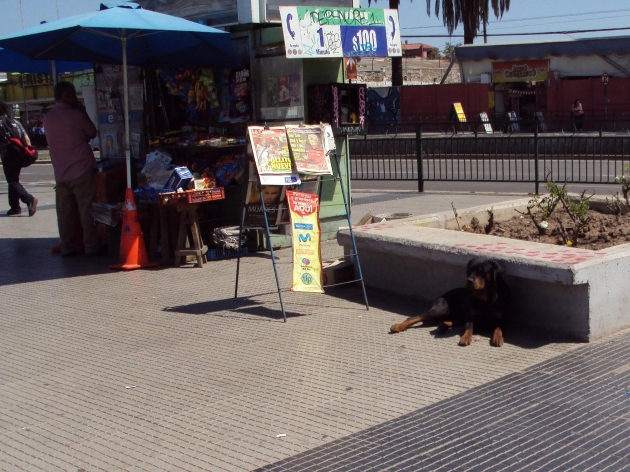 ¡Cuidado! Rottweiler Suelto | Claudio Maldonado