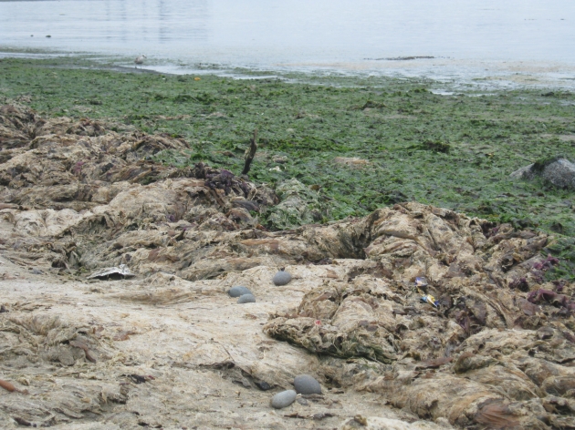 Algas en playa de Penco | Antonio Monsalve