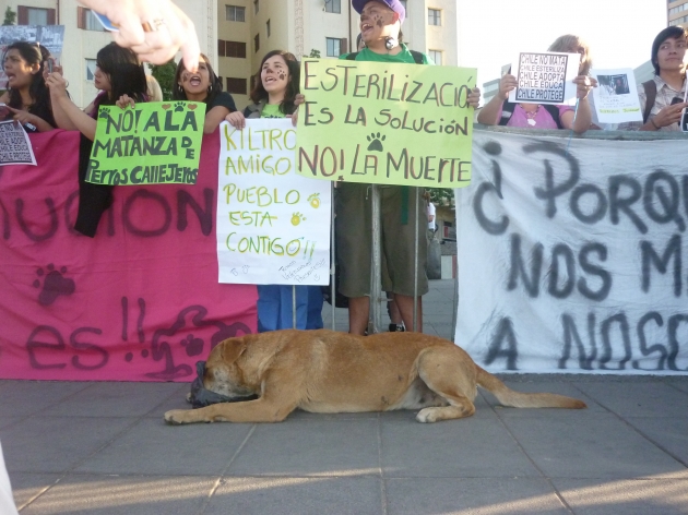 protesta contra la matanza de perros callejeros | flores curinao