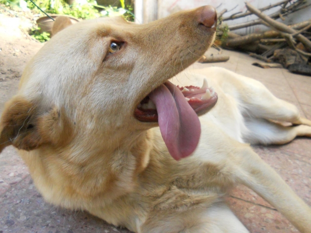 Se regala perrita mezcla de labrador de año y medio | Pía Aguilera Se regala perrita mezcla de labrador de año y medio | Pía Aguilera