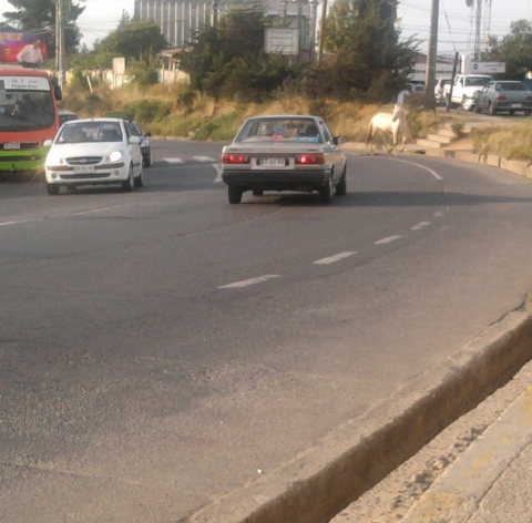 Caballo  | Romulo Barraza