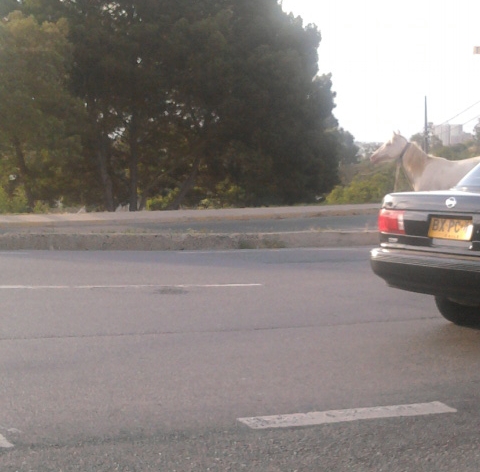 Caballo  | Romulo Barraza