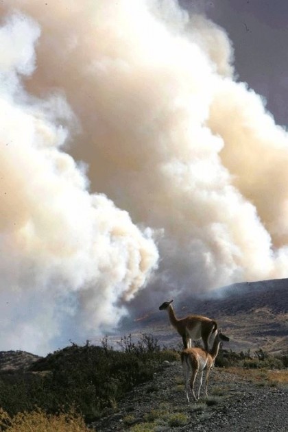Animales en incendio en Parque Nacional Torres del Paine | @IvanGomezS en Twitter 