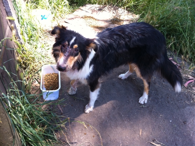 Perrita Maltratada | Carolina esparza Chaparro Perrita Maltratada | Carolina esparza Chaparro