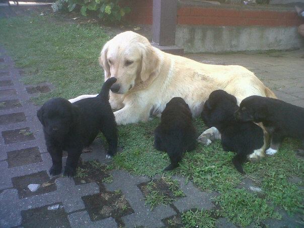 Perritos a regalar | Isabel Reyes Perritos a regalar | Isabel Reyes