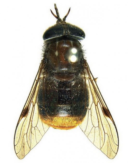 El insecto bajo el lente de Bryan Lessard | CSIRO