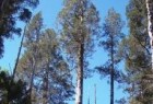 Con la presencia del Presidente de la República se inaugura Parque Nacional de Alerce Costero Con la presencia del Presidente de la República se inaugura Parque Nacional de Alerce Costero