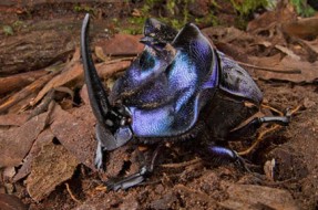 Imagen:Escarabajo cornudo | Conservation International