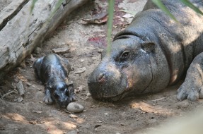 Imagen:Buin Zoo