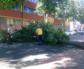 Árbol cae sobre 2 vehículos estacionados en calle Lautaro con Barros Arana de Concepción Árbol cae sobre 2 vehículos estacionados en calle Lautaro con Barros Arana de Concepción