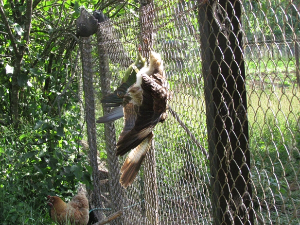 matanza de aves rapaces en sector de melefquen comuna de panguipulli | jonathan herrera sanchez