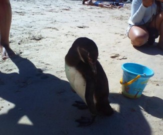 Pingüino “turistea” en las costas de la región del Bío-Bío Pingüino “turistea” en las costas de la región del Bío-Bío