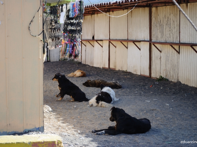 Abandono de perros en Lenga | Eduardo Reinoso