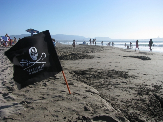 Sea Shepherd realizó limpieza de playas en La Serena | Manuel Segovia
