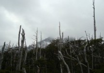 ¿Estábamos preparados para el incendio forestal más grande de los últimos 25 años?