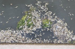 Imagen:Muerte de peces | Hualpenciudad.cl