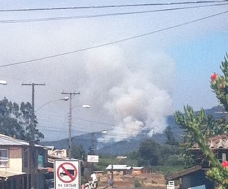 Cañete: Bomberos mantiene controlado incendio forestal camino a Cayucupil Cañete: Bomberos mantiene controlado incendio forestal camino a Cayucupil