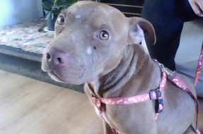 Imagen:pitbull herido | facebook tu pata en mi mano