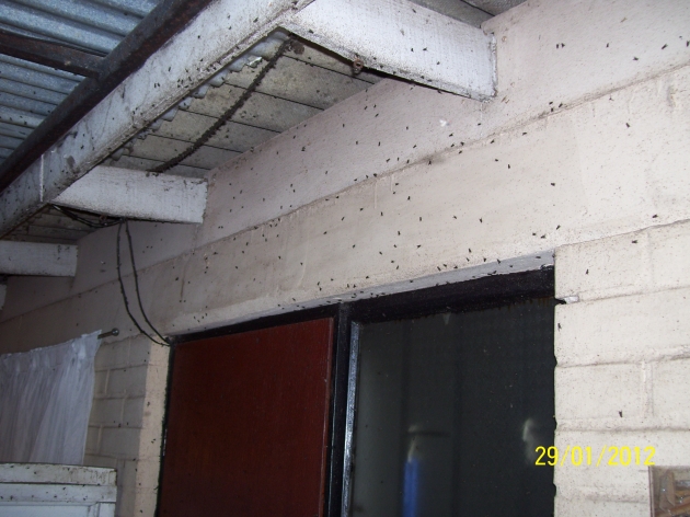 Plaga de moscas en Peñaflor | Christian López