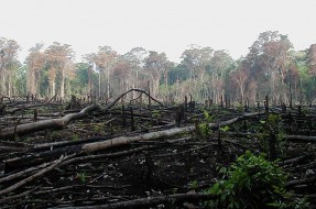 Imagen:Deforestación | Wikipedia (cc)