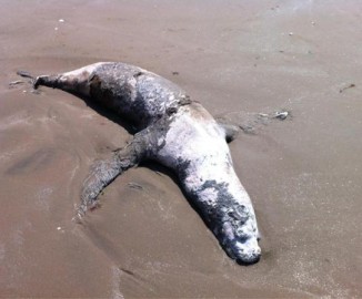 Lobos marinos comienzan a descomponerse a la orilla de playa Loncura en Quintero