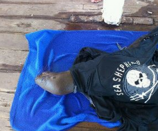 Voluntarios de Sea Shepherd rescatan a lobo marino malherido en costas de Iquique