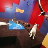 Lanzan primer “reality” felino: es transmitido por Facebook y busca dar gatitos en adopción