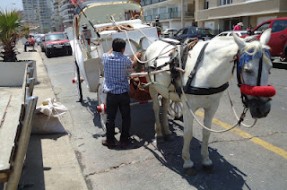 Imagen:Victorias Viña del Mar | Ecópolis