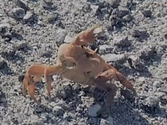 Cangrejo buscapleitos se amputa su propio brazo tras pelea con gaviotas sula