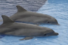 Imagen:Delfines | Txapulín en Flickr (cc)