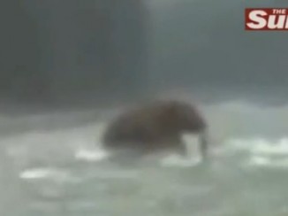 Expertos dudan de autenticidad de video con supuesto mamut avistado cruzando un río en Siberia