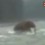 Expertos dudan de autenticidad de video con supuesto mamut avistado cruzando un río en Siberia