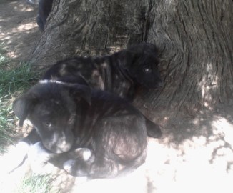 Buscan hogar para 5 cachorros en Linares