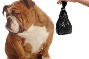 ¿Cómo evitar que los perros se coman sus excrementos? ¿Cómo evitar que los perros se coman sus excrementos?